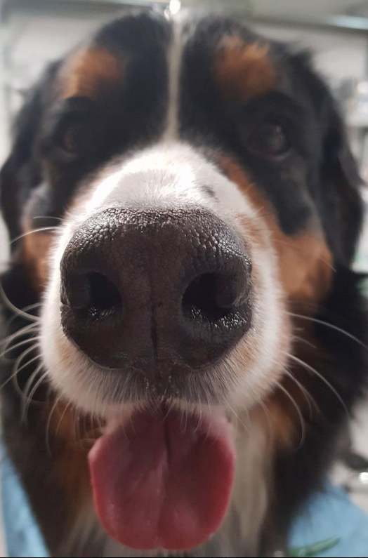 Toelettatura del Centro Veterinario Cornaredo - Foto 1