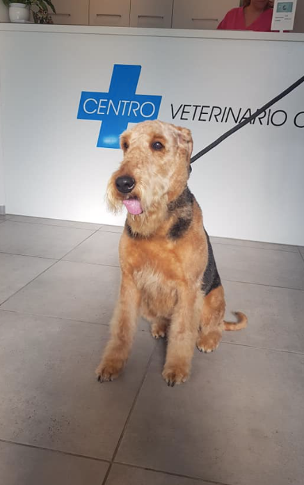 Toelettatura del Centro Veterinario Cornaredo - Foto 2