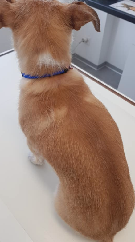 Toelettatura del Centro Veterinario Cornaredo - Foto 4