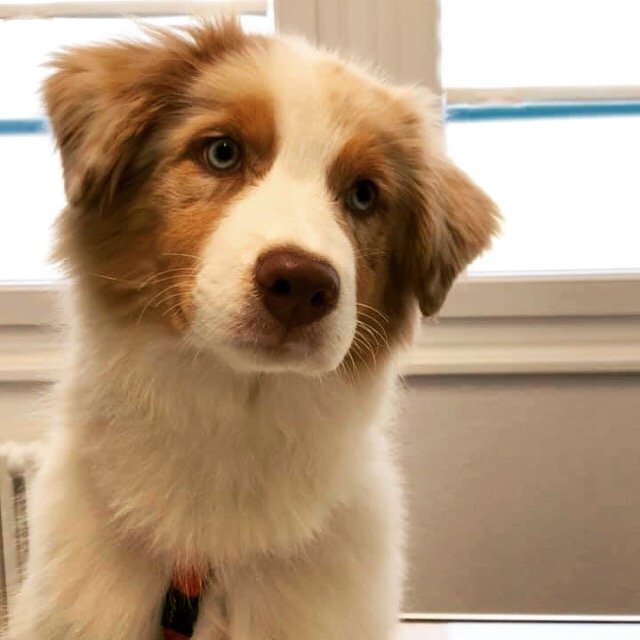 Toelettatura del Centro Veterinario Cornaredo - Foto 6