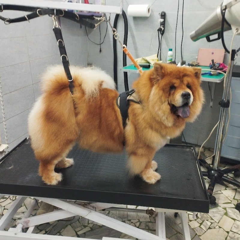 Toelettatura di Fabio&Nadia Millarte - Foto 1