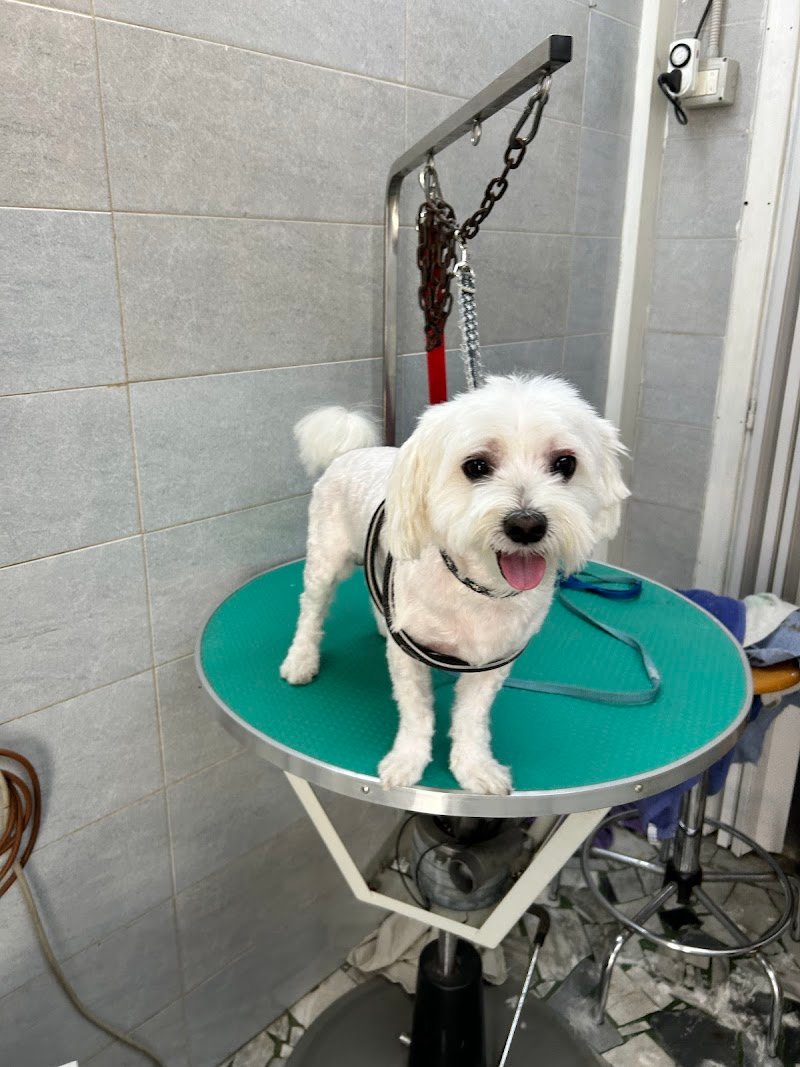 Toelettatura di Fabio&Nadia Millarte - Foto 5