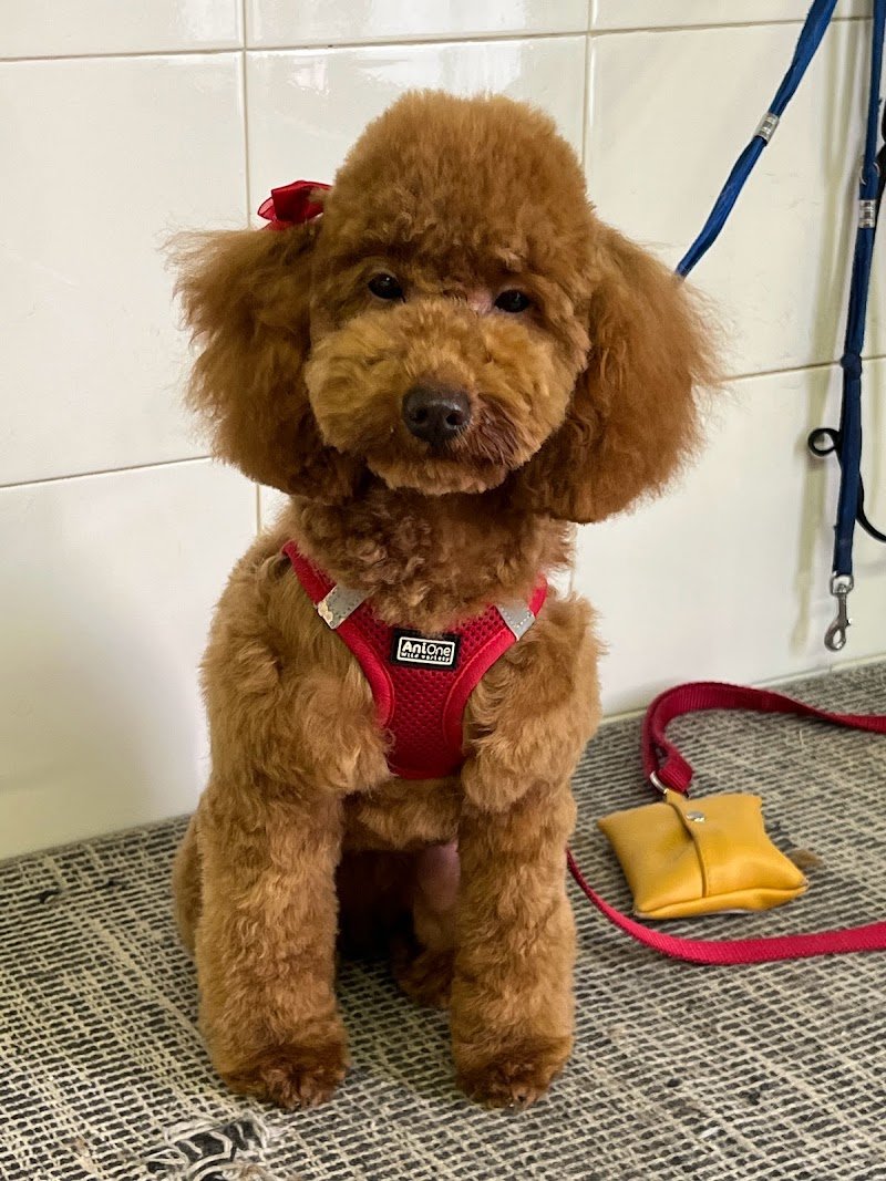 Toelettatura Di Faverio Maria Grazia - Foto 2