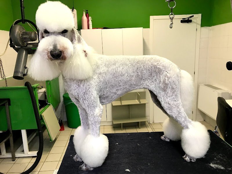 Toelettatura Di Faverio Maria Grazia - Foto 3