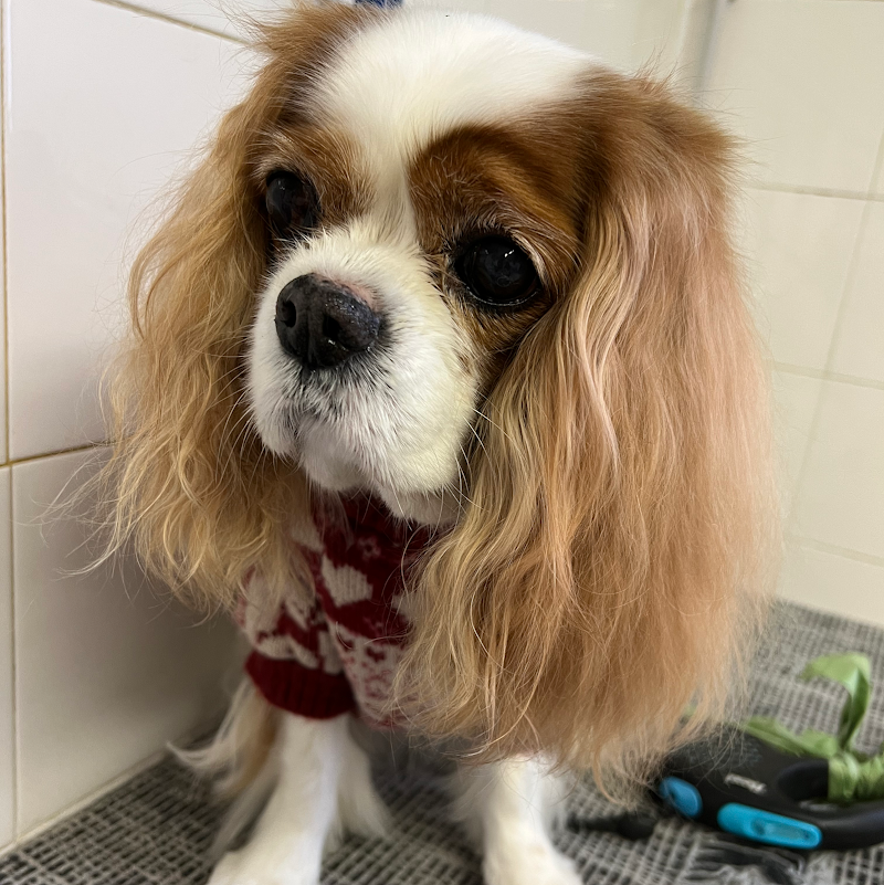 Toelettatura Di Faverio Maria Grazia - Foto 4