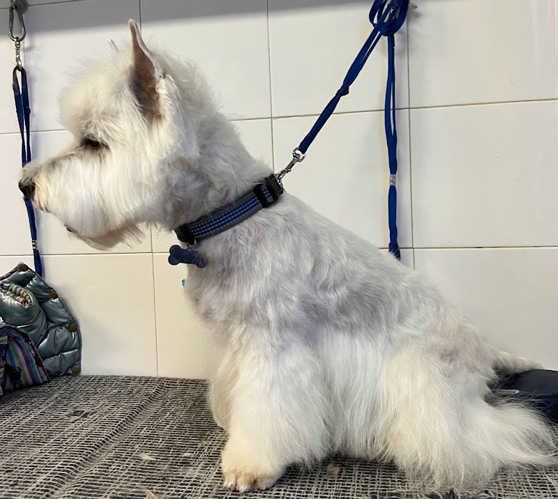 Toelettatura Di Faverio Maria Grazia - Foto 6