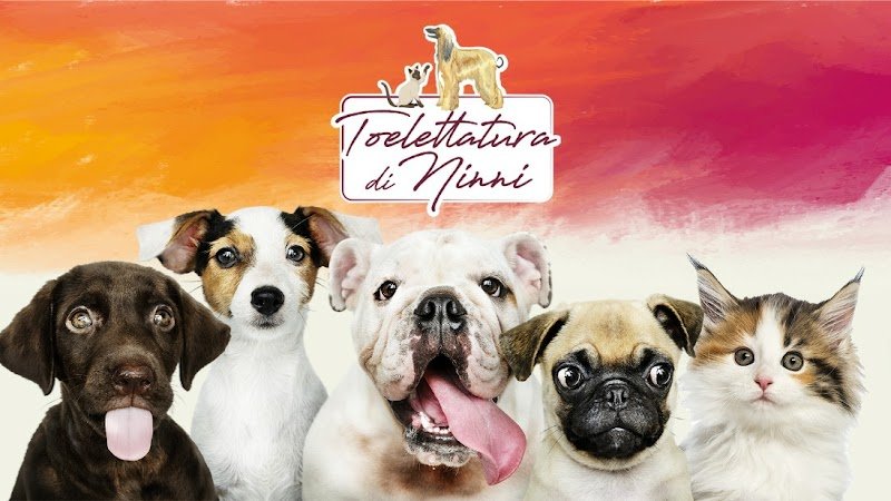 Toelettatura di Ninni - Foto 1