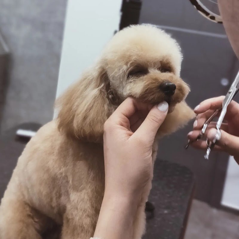 Toelettatura di Ninni - Foto 2