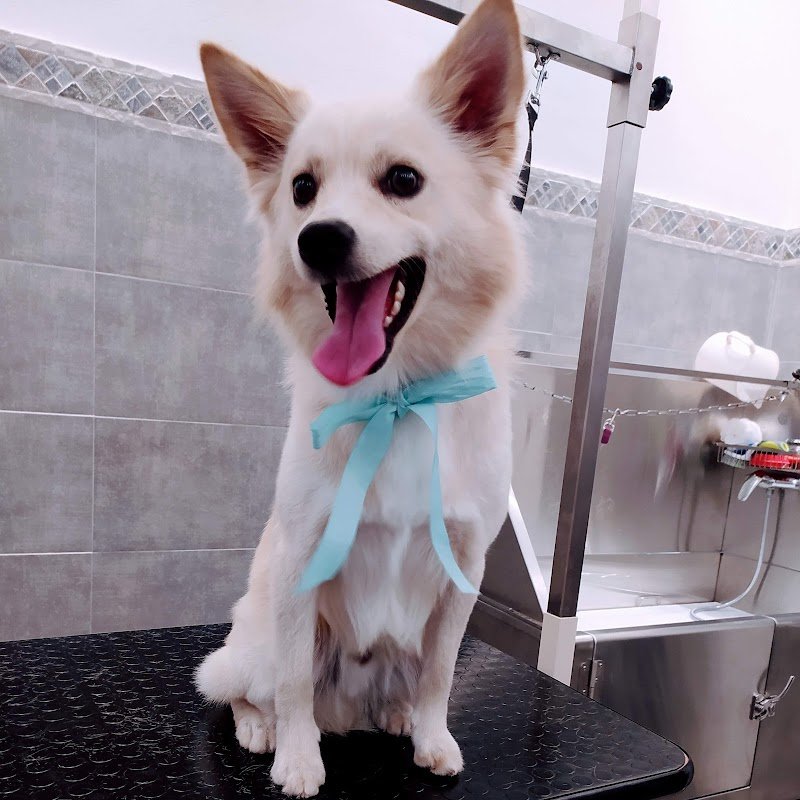 Toelettatura di Ninni - Foto 3