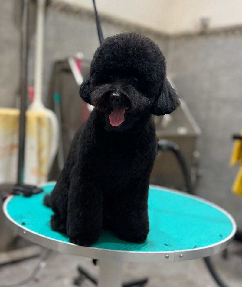 Toelettatura di Ninni - Foto 4