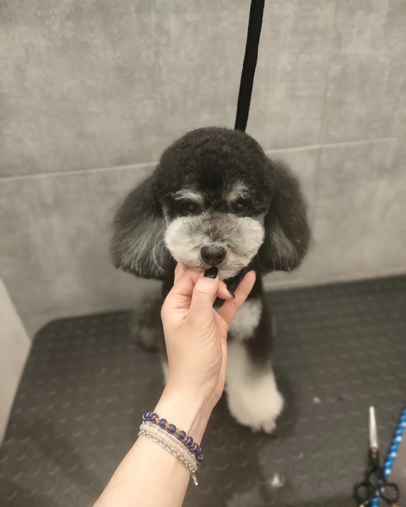 Toelettatura di Ninni - Foto 5