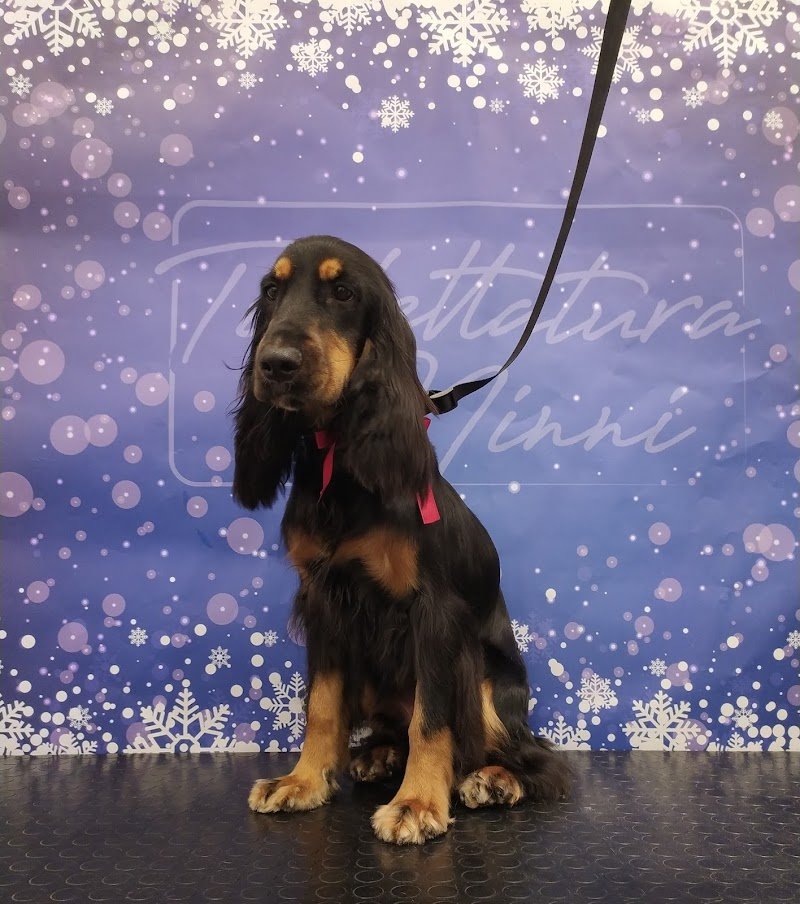 Toelettatura di Ninni - Foto 6