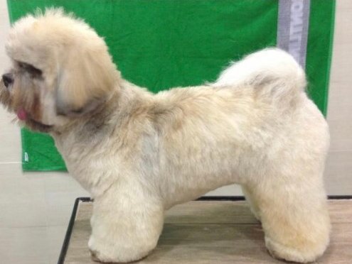 Toelettatura Diablo - Foto 3