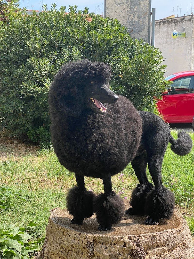 Toelettatura Diablo - Foto 4