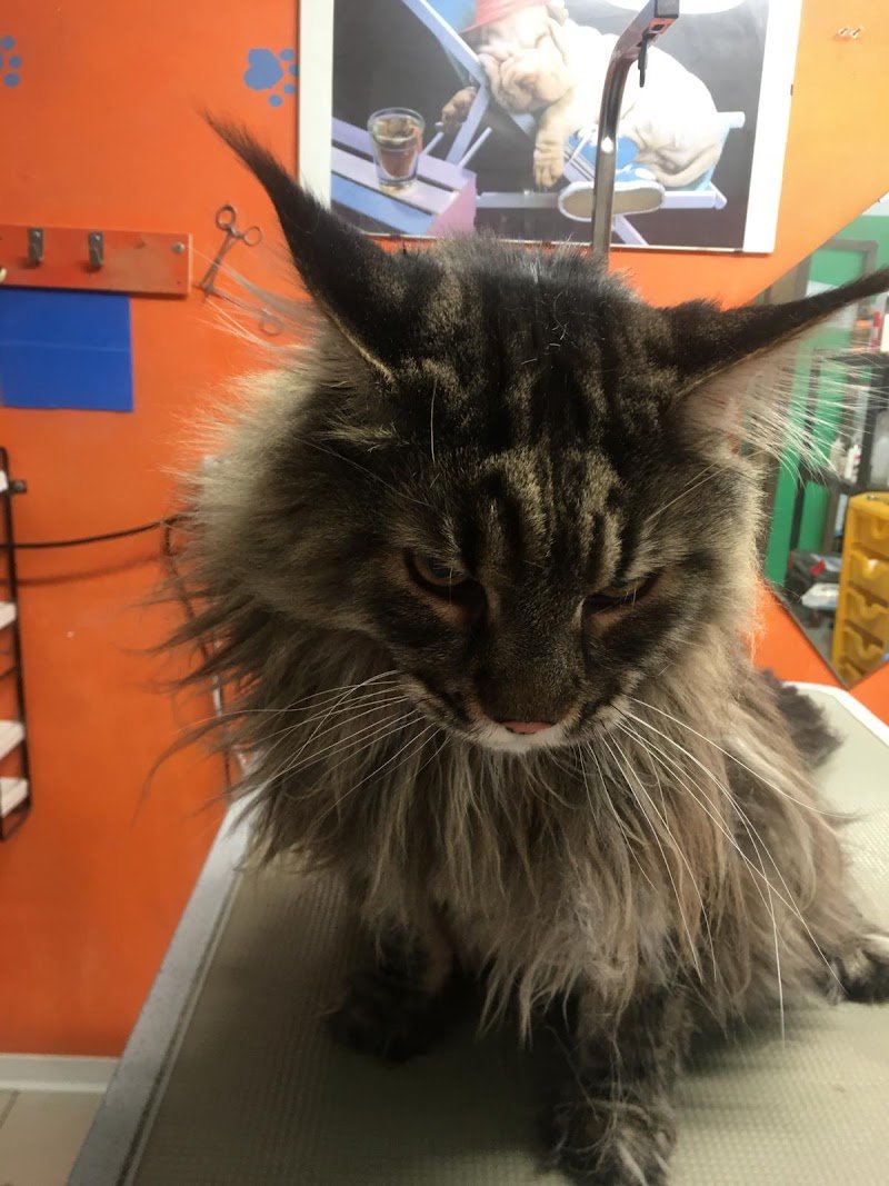 Toelettatura Diablo - Foto 5