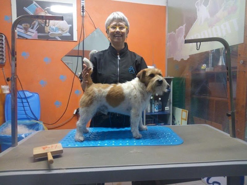 Toelettatura Diablo - Foto 6