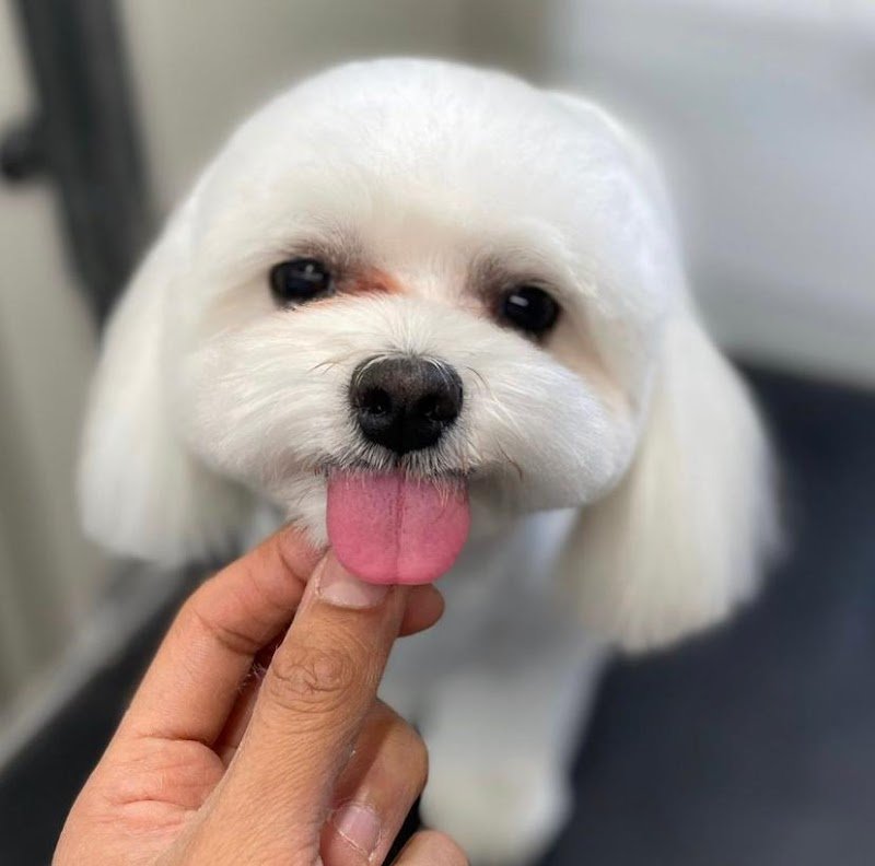 Toelettatura Diamoci La Zampa - Foto 1