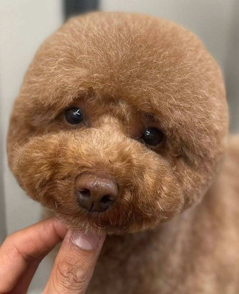 Toelettatura Diamoci La Zampa - Foto 2