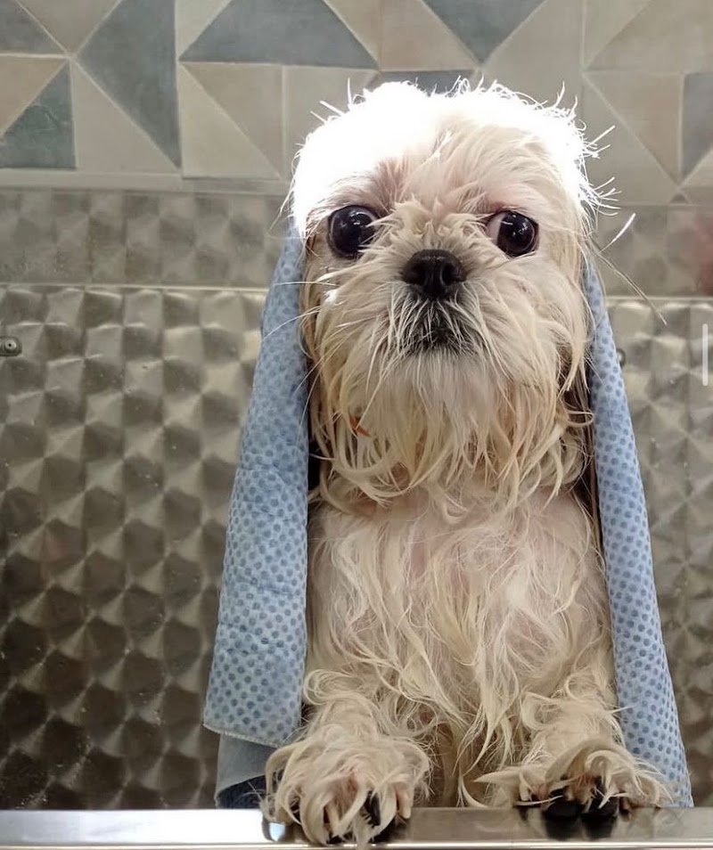 Toelettatura Diamoci La Zampa - Foto 4