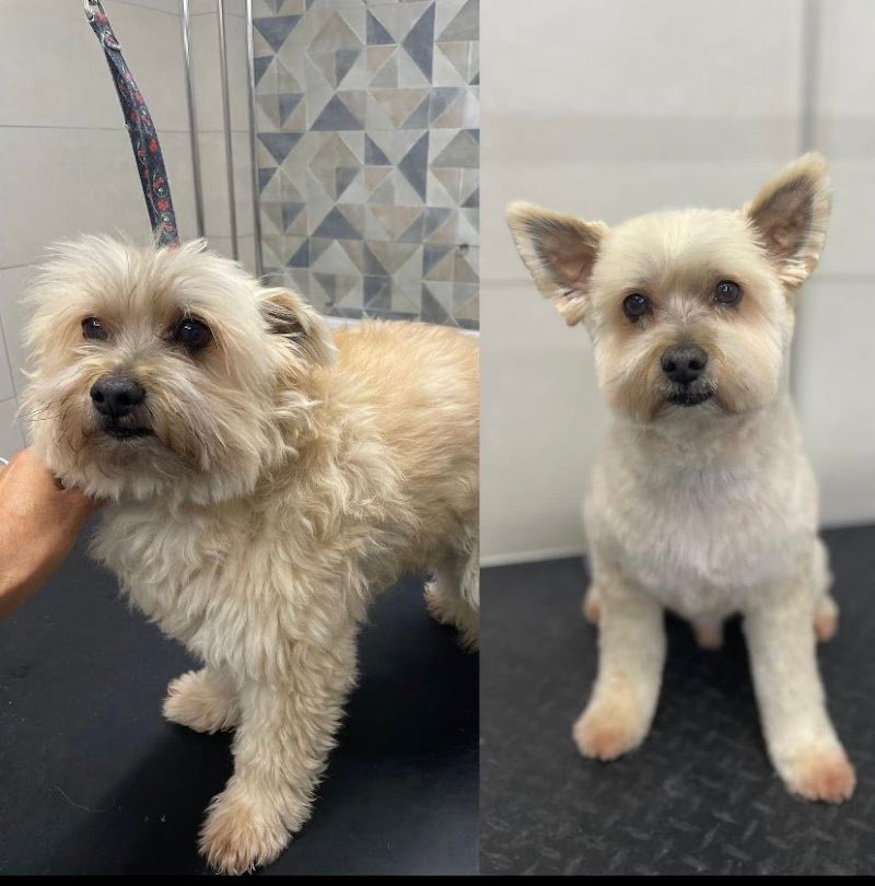 Toelettatura Diamoci La Zampa - Foto 5