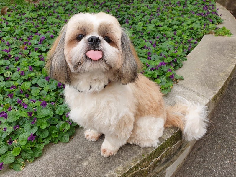 Toelettatura Diamoci La Zampa - Foto 6