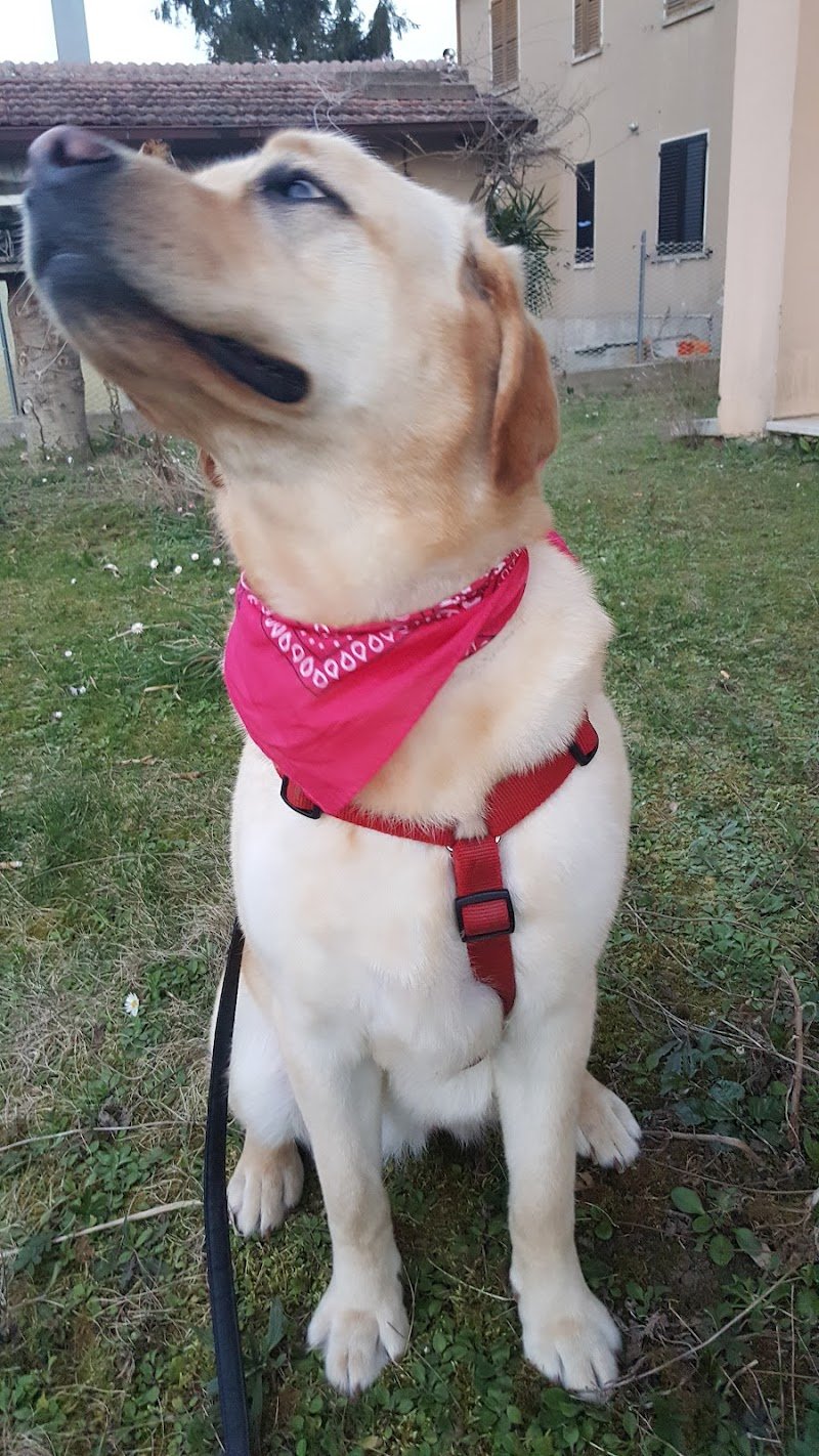 Toelettatura Diamoci Un Taglio - Foto 1