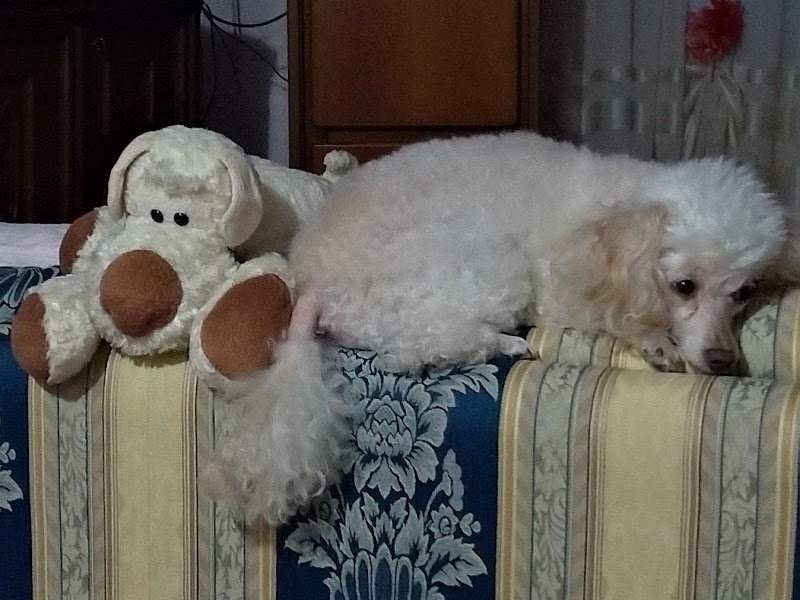 Toelettatura Diamoci Un Taglio - Foto 2