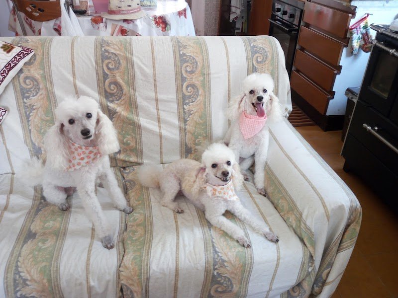 Toelettatura Diamoci Un Taglio - Foto 3