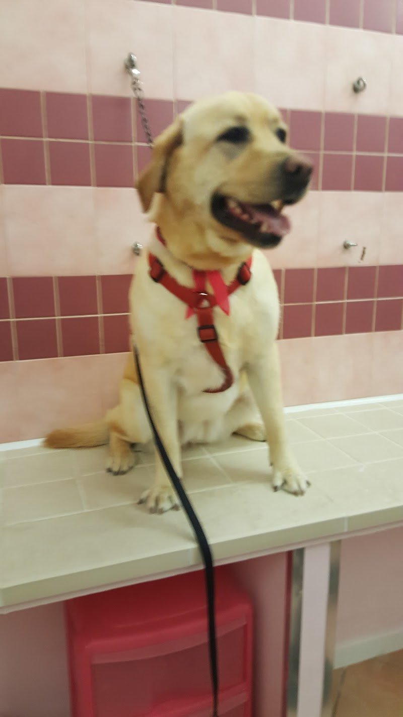 Toelettatura Diamoci Un Taglio - Foto 4