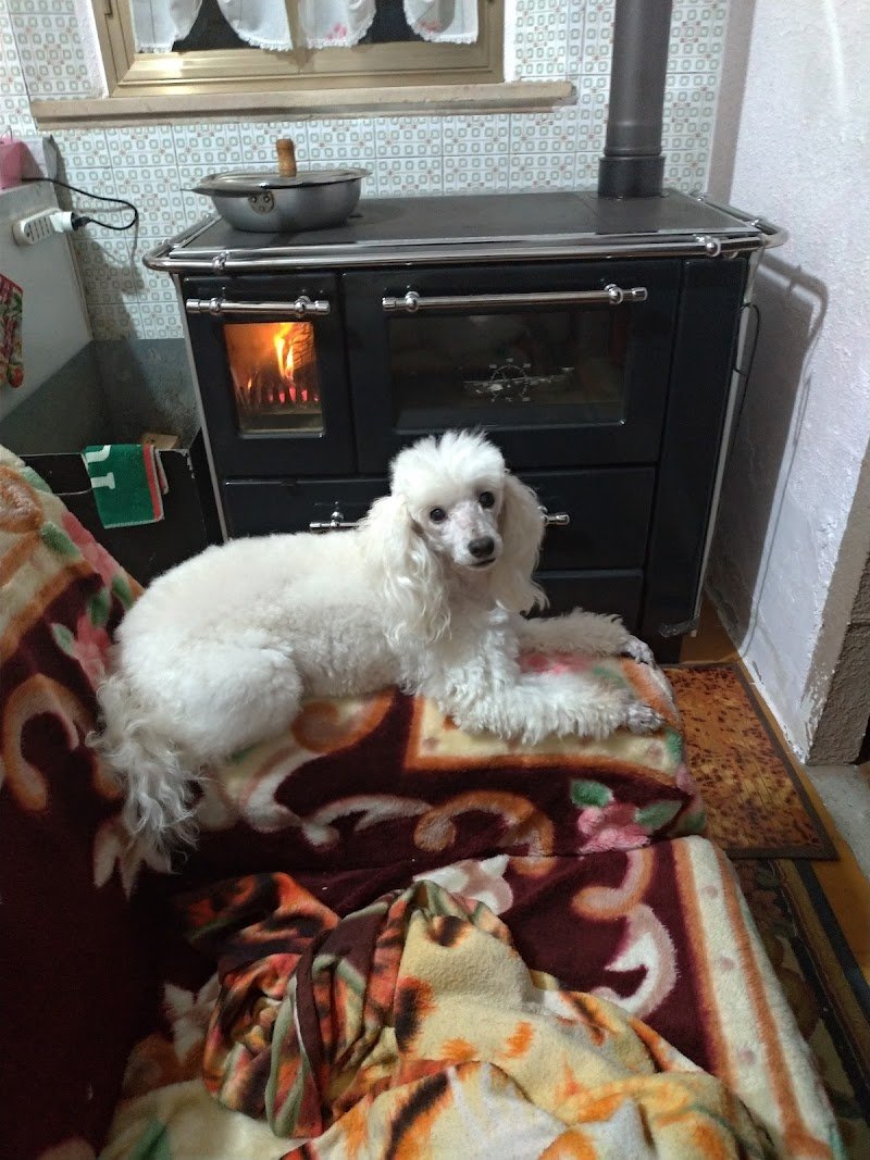 Toelettatura Diamoci Un Taglio - Foto 6