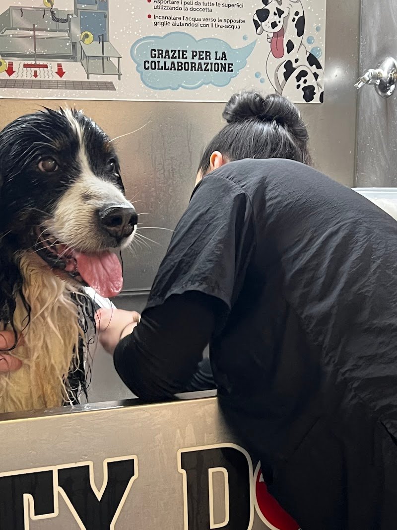 Toelettatura Dirty Dog - Foto 2