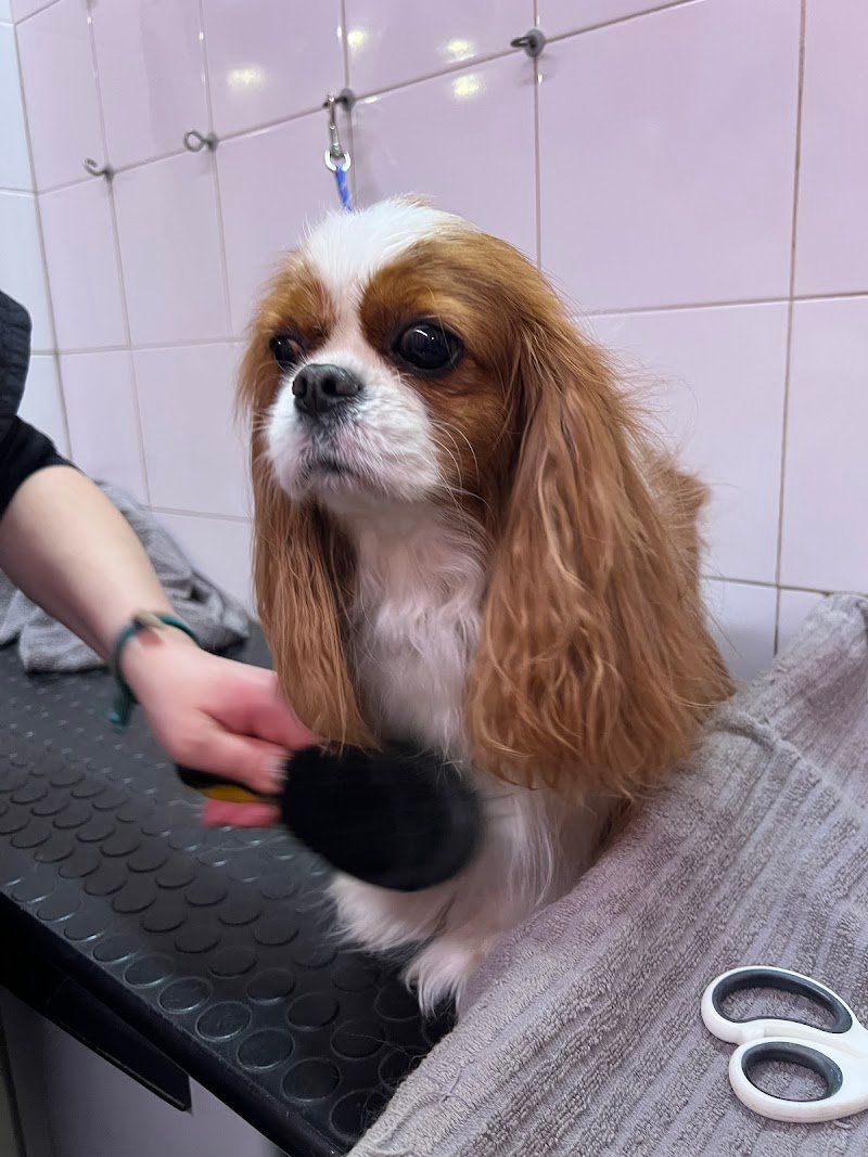 Toelettatura Dirty Dog - Foto 3