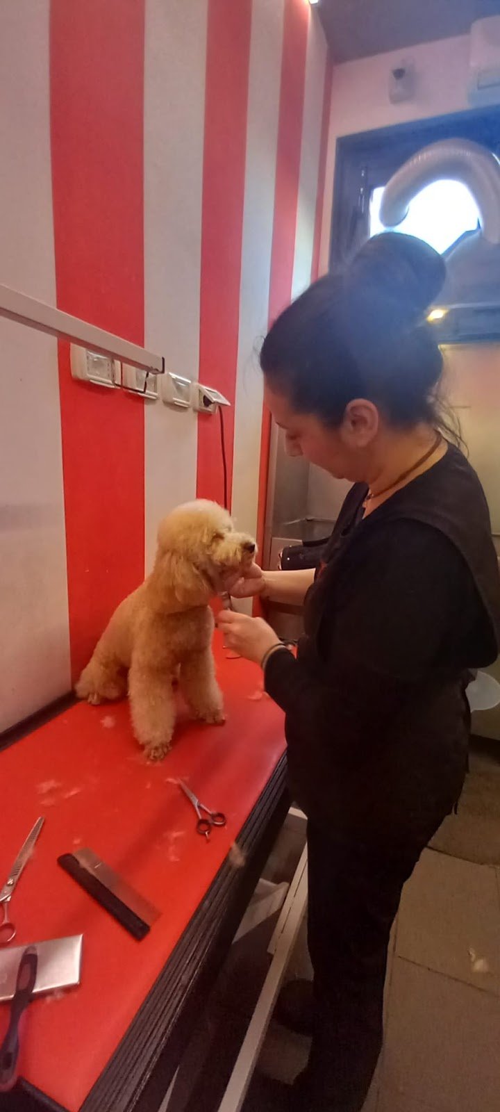 Toelettatura Dirty Dog - Foto 4