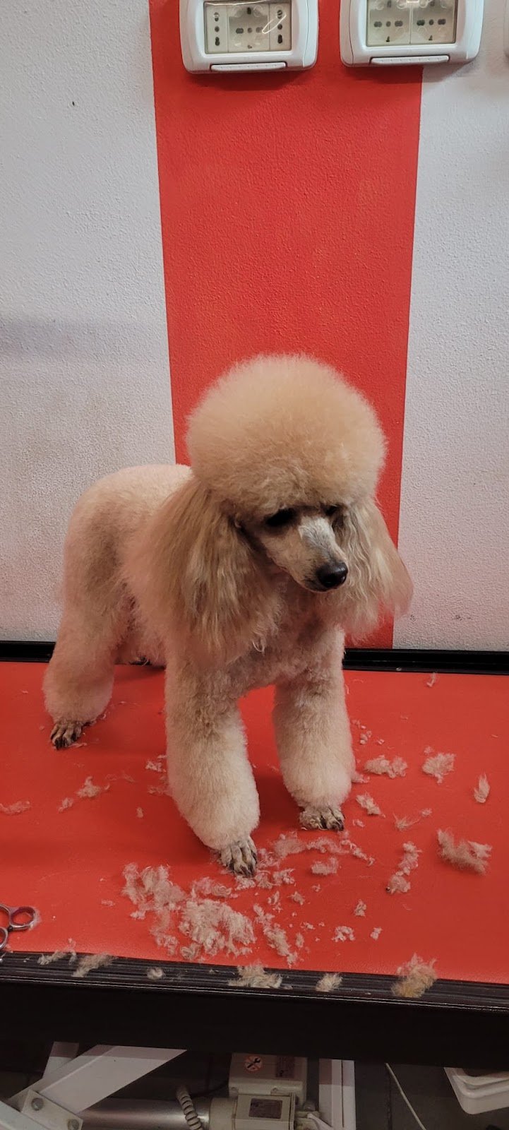 Toelettatura Dirty Dog - Foto 5