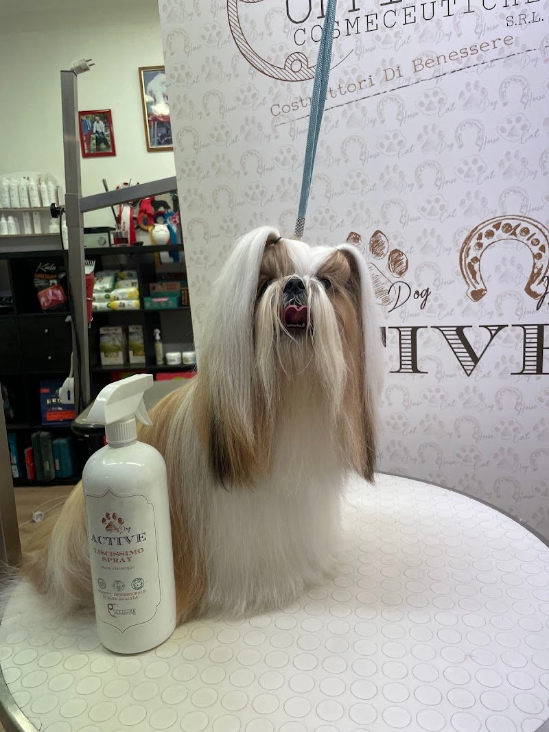 Toelettatura Dog in The Mirror - Foto 1