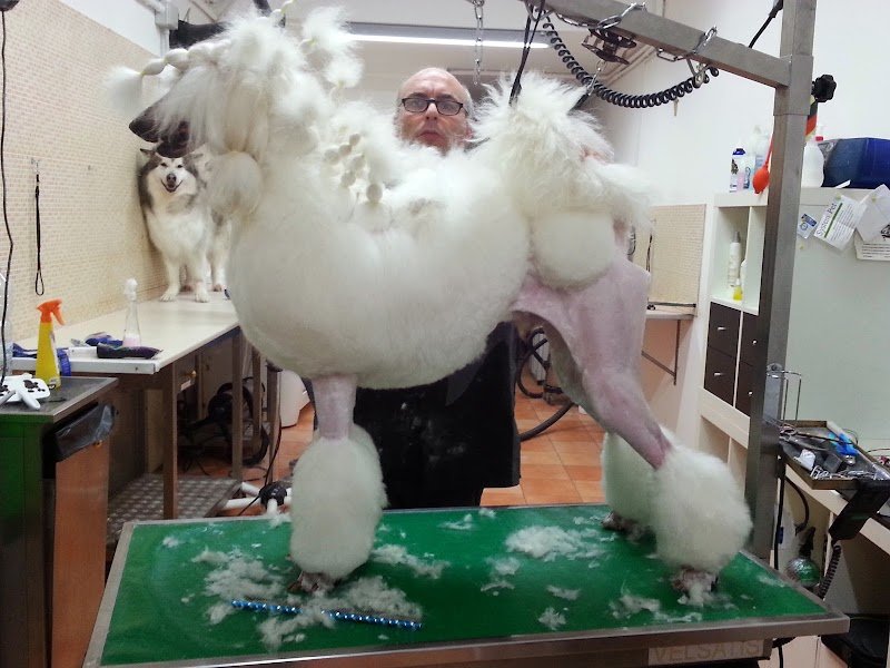 Toelettatura Dog in The Mirror - Foto 2