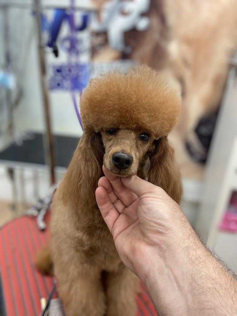 Toelettatura Dog in The Mirror - Foto 3