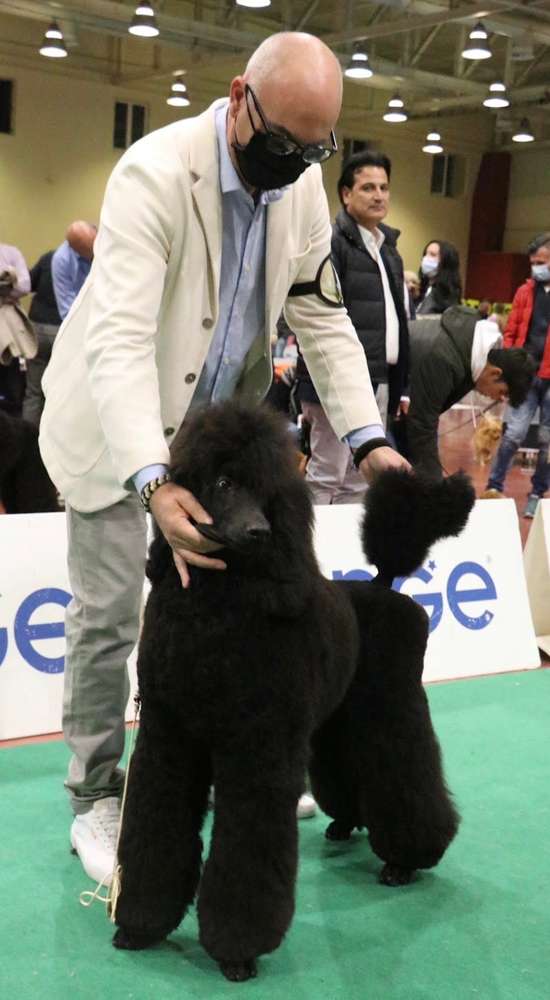 Toelettatura Dog in The Mirror - Foto 6