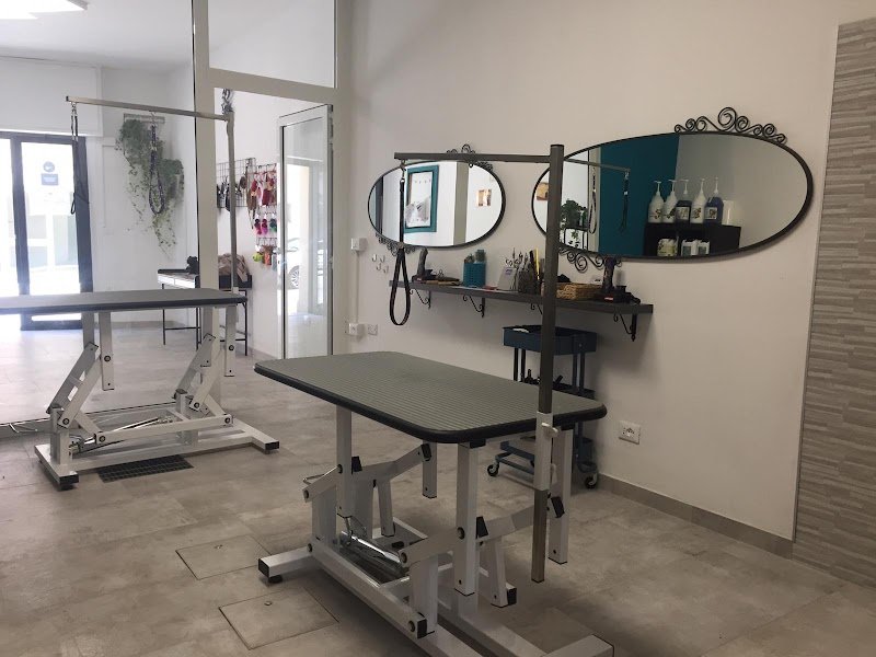 Toelettatura Doggie Maison - Foto 4