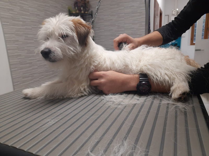 Toelettatura Doggie Maison - Foto 5