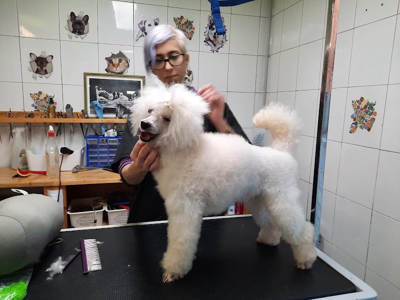 Toelettatura Dolci Coccole di manara Giulia - Foto 1