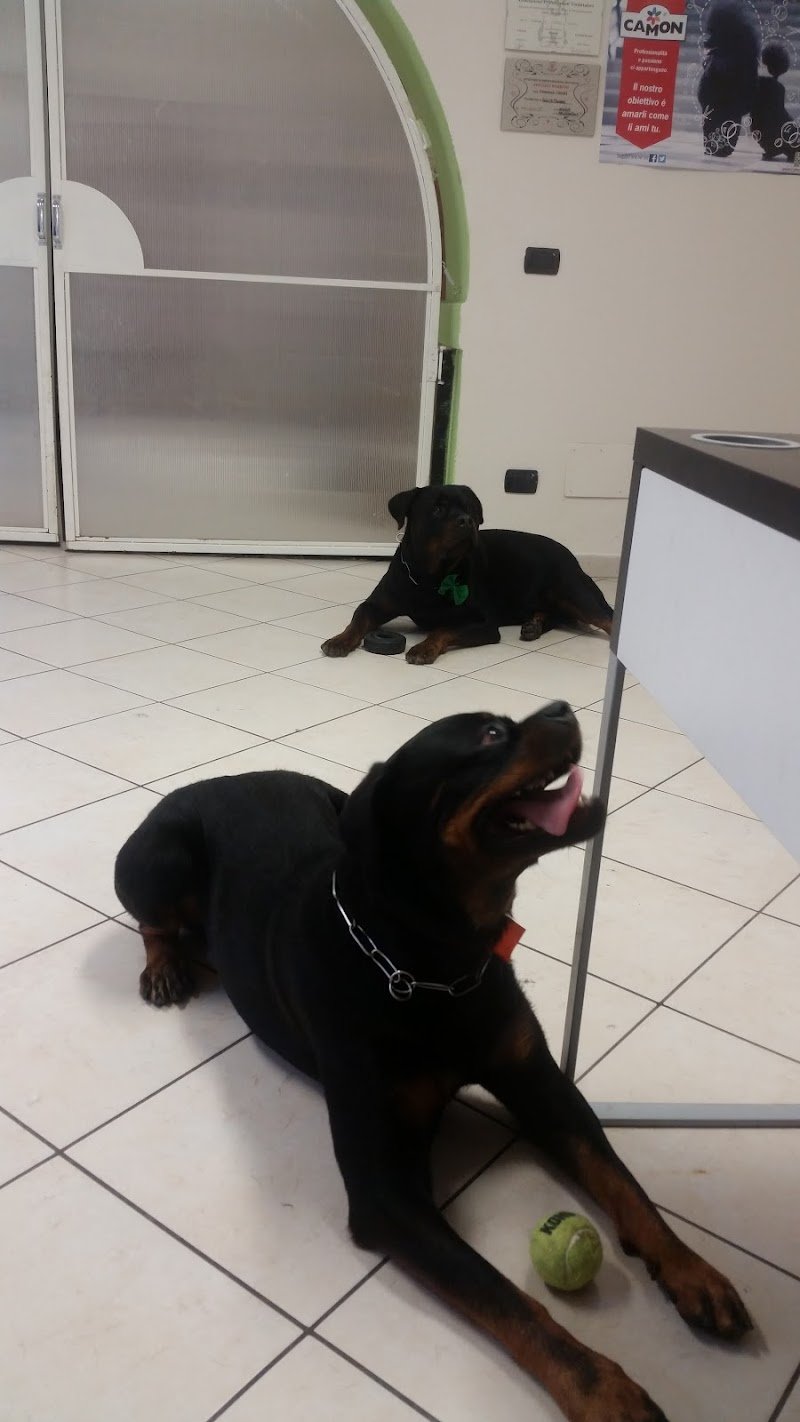 Toelettatura Dolci Coccole di manara Giulia - Foto 3