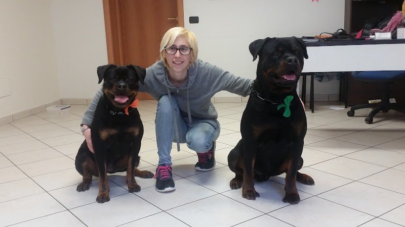 Toelettatura Dolci Coccole di manara Giulia - Foto 4