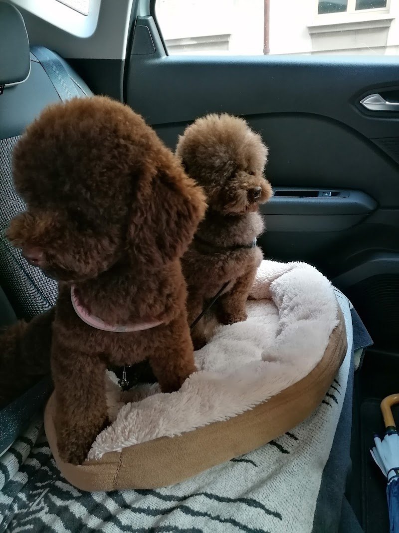 Toelettatura Dolci Coccole di manara Giulia - Foto 6