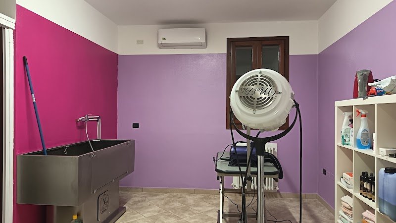 Toelettatura Dove c'è pelo c'è amor - Foto 1