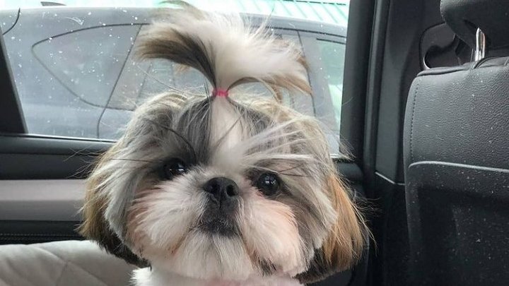 Toelettatura e Asilo Torino - Foto 1