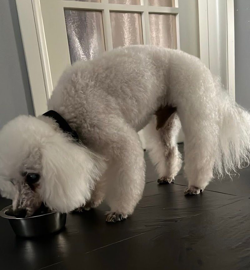 Toelettatura e Asilo Torino - Foto 2