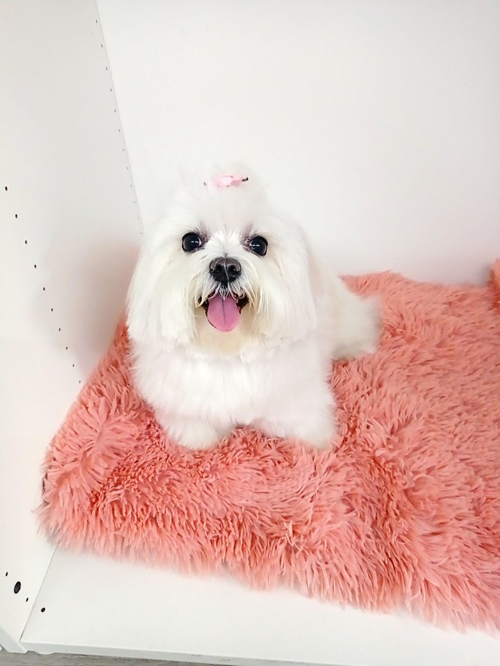 Toelettatura e Asilo Torino - Foto 3