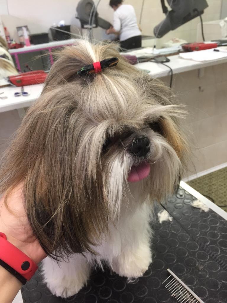 Toelettatura e Asilo Torino - Foto 4