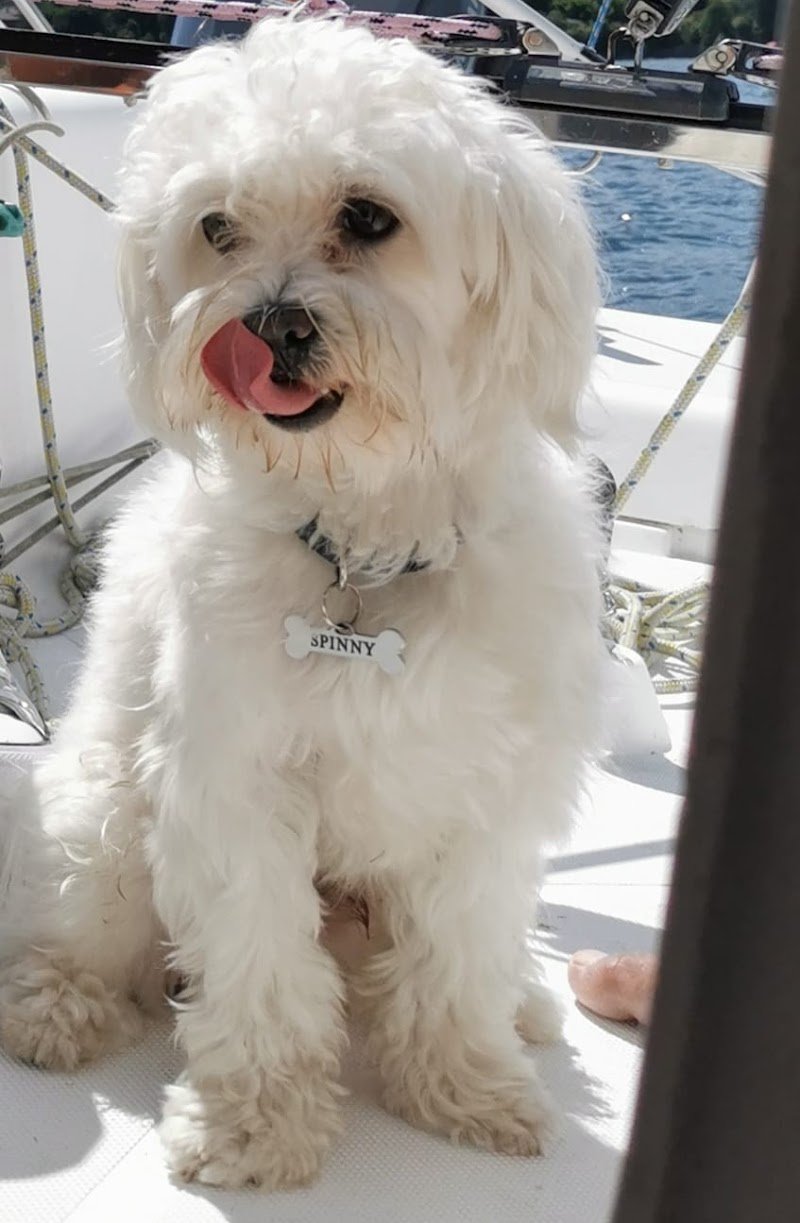 Toelettatura e Asilo Torino - Foto 5